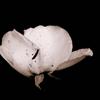 decapitated flowers