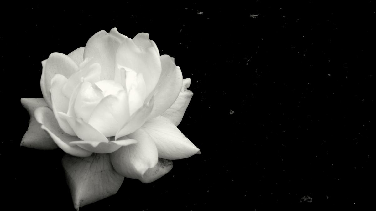 blossom